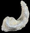 Cretaceous Fossil Oyster (Rastellum) - Madagascar #54428-1